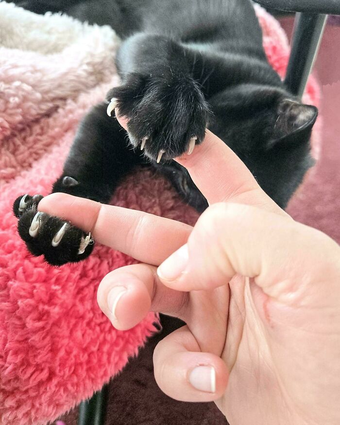 Wait, They Actually Took Photos of Cat Claws? Yes, and They're Hilariously Cute!