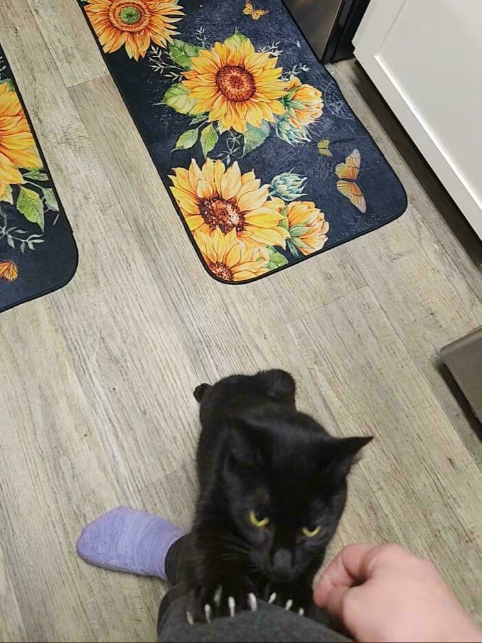Wait, They Actually Took Photos of Cat Claws? Yes, and They're Hilariously Cute!