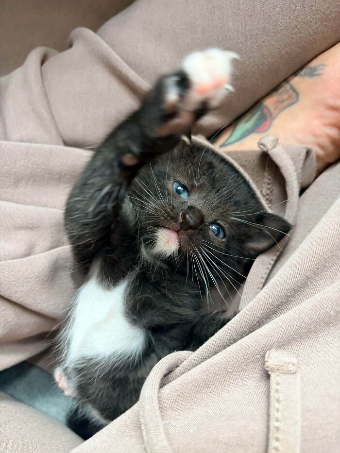 Wait, They Actually Took Photos of Cat Claws? Yes, and They're Hilariously Cute!