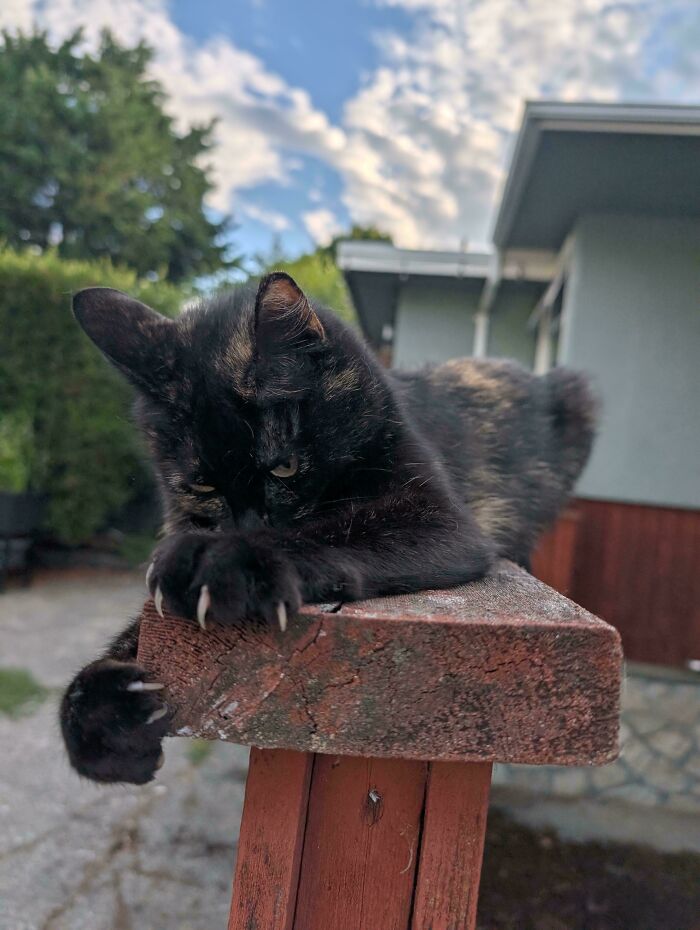 Wait, They Actually Took Photos of Cat Claws? Yes, and They're Hilariously Cute!