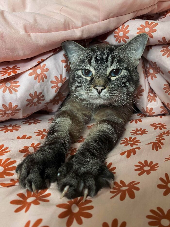 Wait, They Actually Took Photos of Cat Claws? Yes, and They're Hilariously Cute!