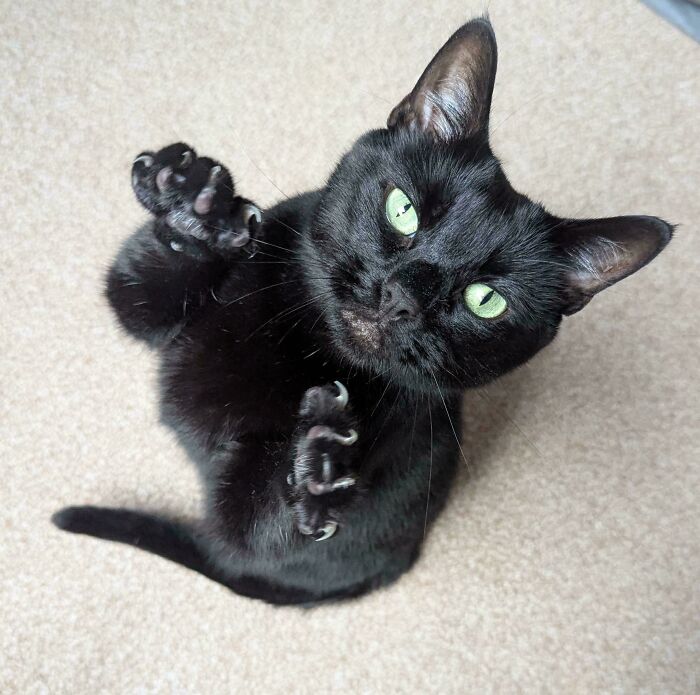 Wait, They Actually Took Photos of Cat Claws? Yes, and They're Hilariously Cute!