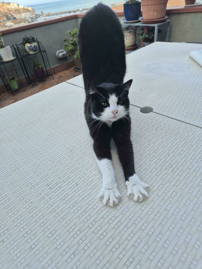 Wait, They Actually Took Photos of Cat Claws? Yes, and They're Hilariously Cute!
