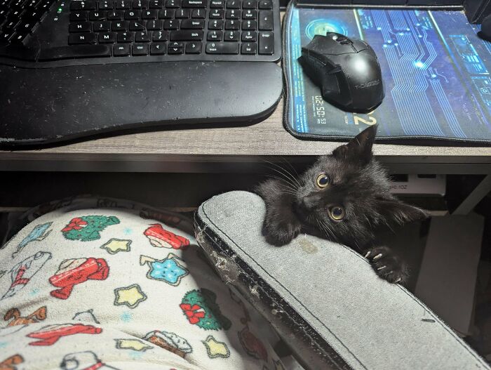 Wait, They Actually Took Photos of Cat Claws? Yes, and They're Hilariously Cute!