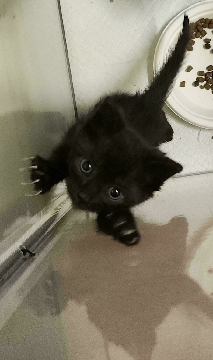 Wait, They Actually Took Photos of Cat Claws? Yes, and They're Hilariously Cute!