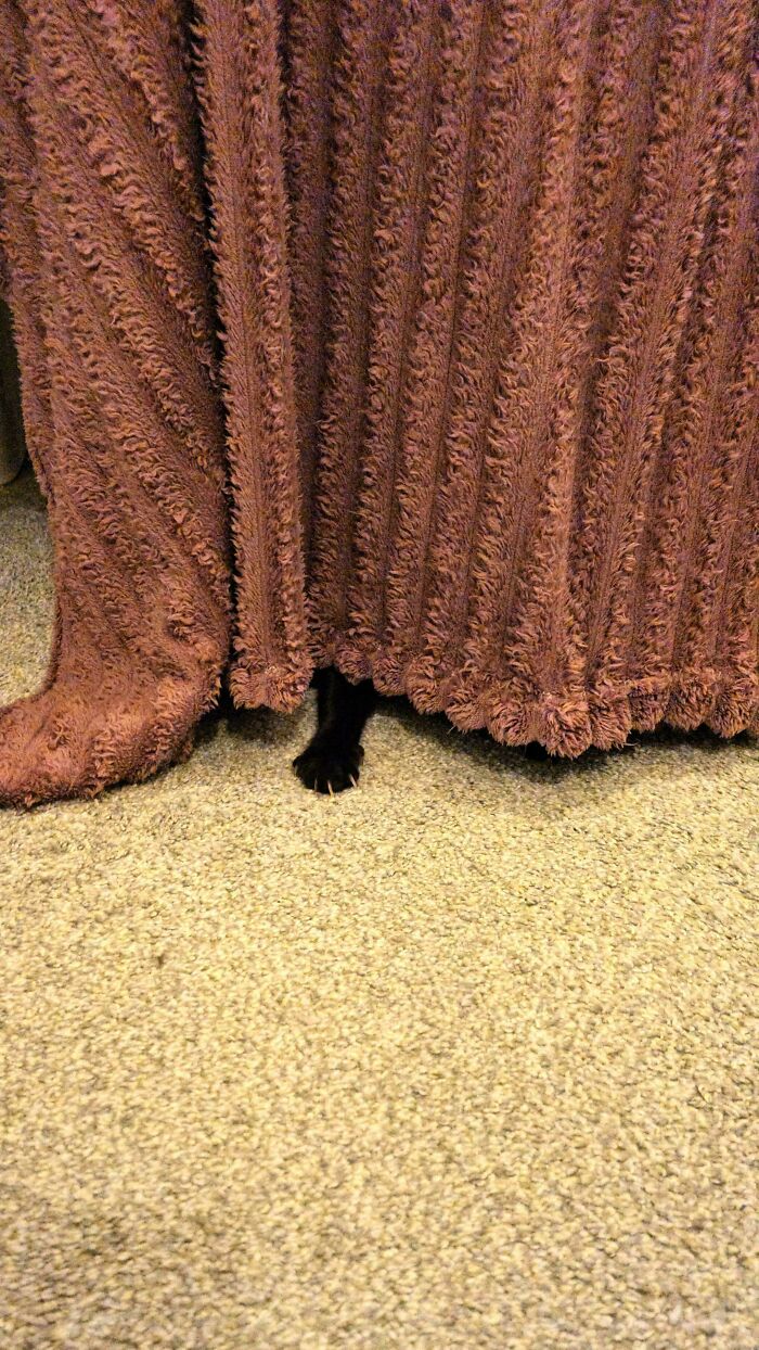 Wait, They Actually Took Photos of Cat Claws? Yes, and They're Hilariously Cute!