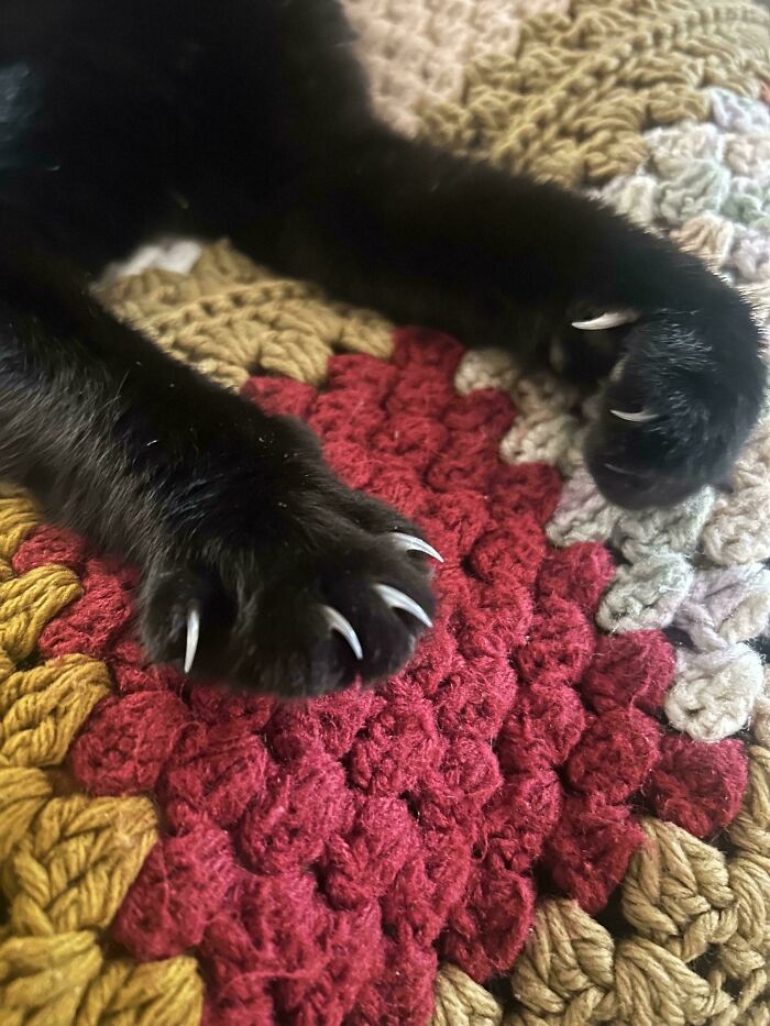 Wait, They Actually Took Photos of Cat Claws? Yes, and They're Hilariously Cute!