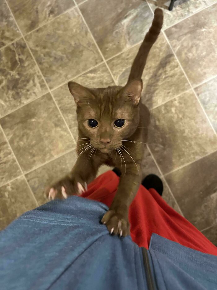 Wait, They Actually Took Photos of Cat Claws? Yes, and They're Hilariously Cute!
