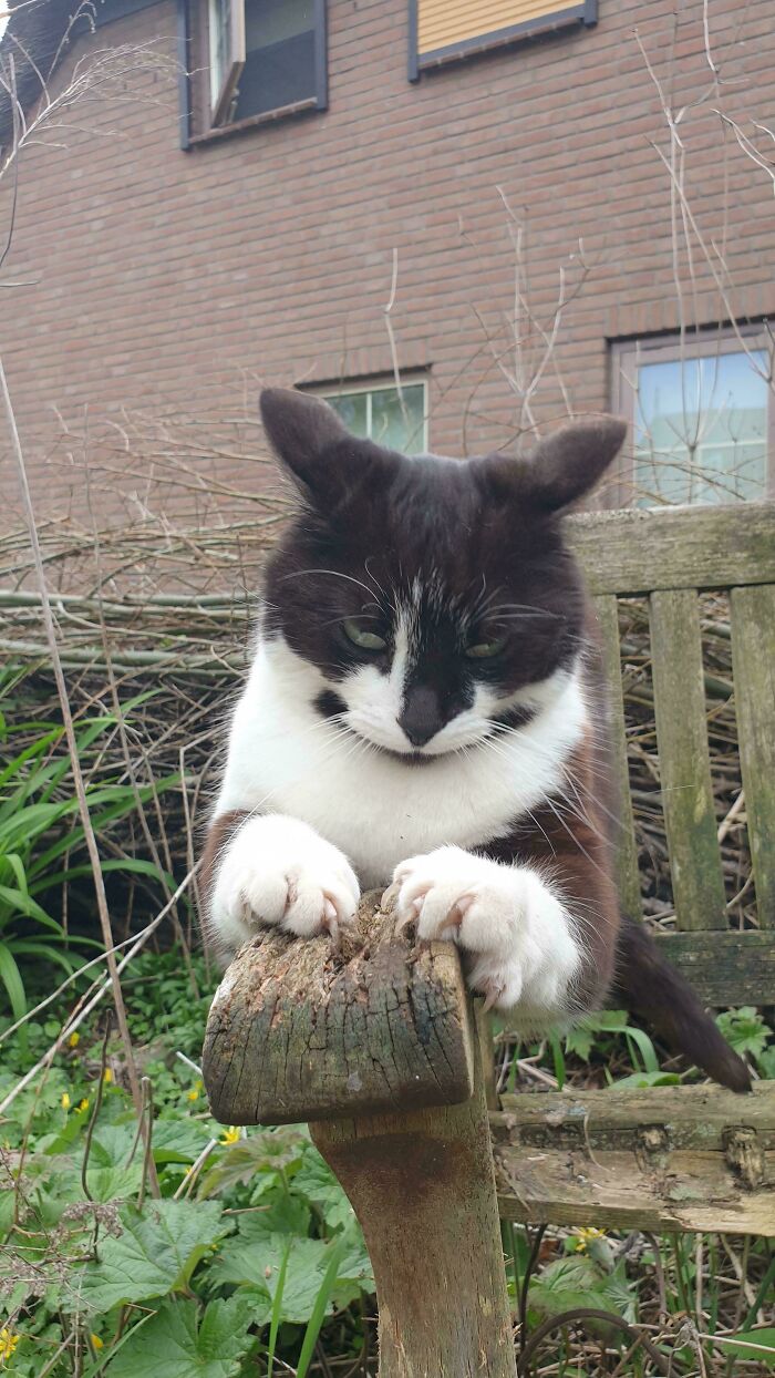 Wait, They Actually Took Photos of Cat Claws? Yes, and They're Hilariously Cute!