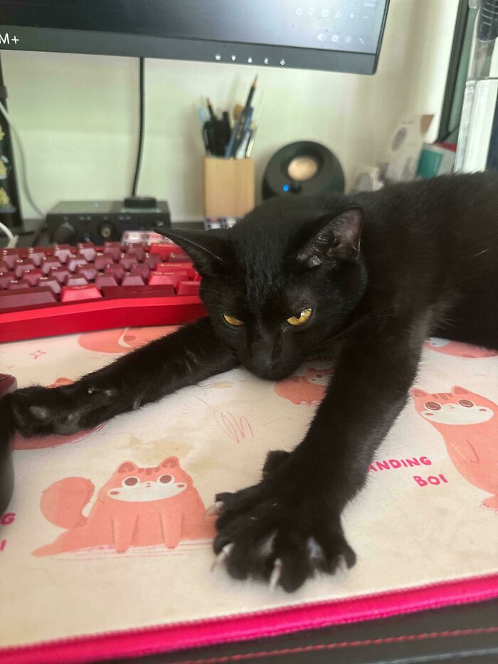 Wait, They Actually Took Photos of Cat Claws? Yes, and They're Hilariously Cute!