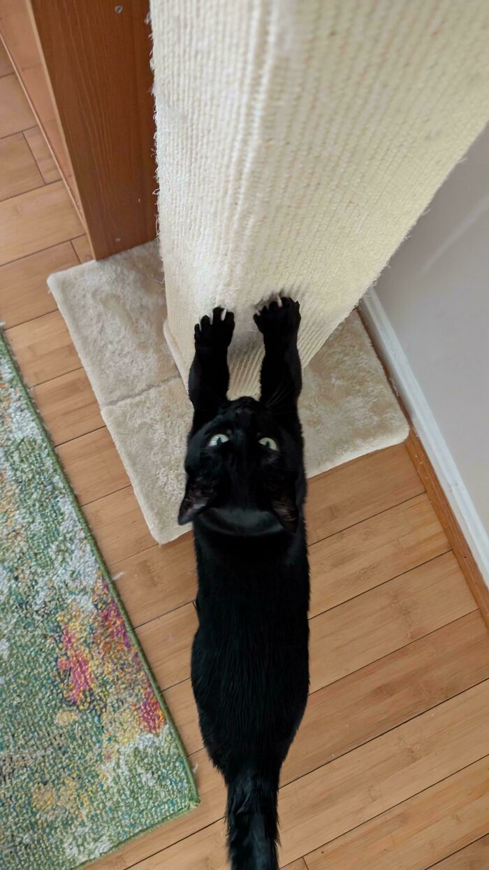 Wait, They Actually Took Photos of Cat Claws? Yes, and They're Hilariously Cute!