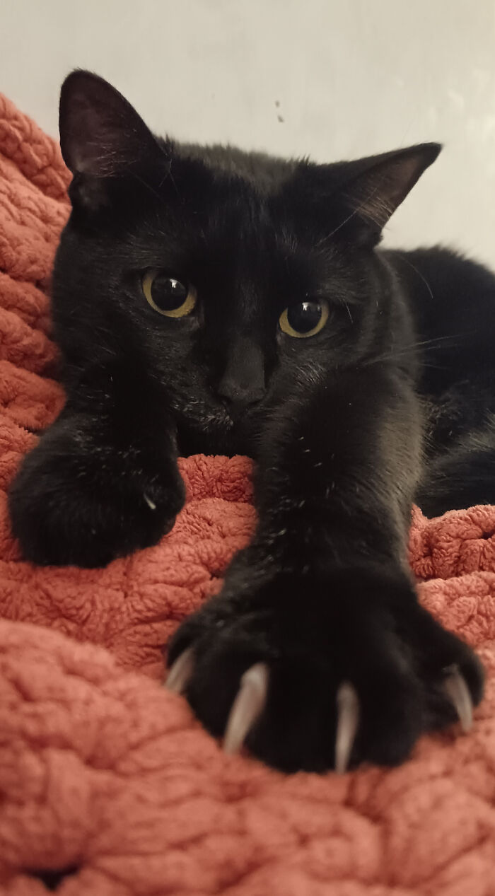 Wait, They Actually Took Photos of Cat Claws? Yes, and They're Hilariously Cute!