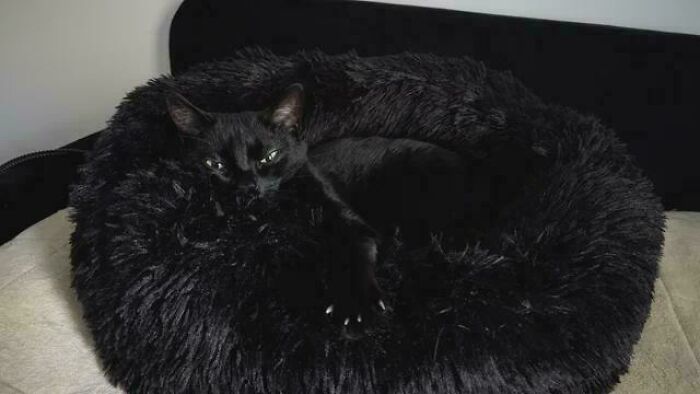 Wait, They Actually Took Photos of Cat Claws? Yes, and They're Hilariously Cute!