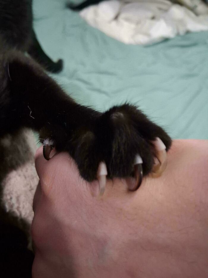 Wait, They Actually Took Photos of Cat Claws? Yes, and They're Hilariously Cute!