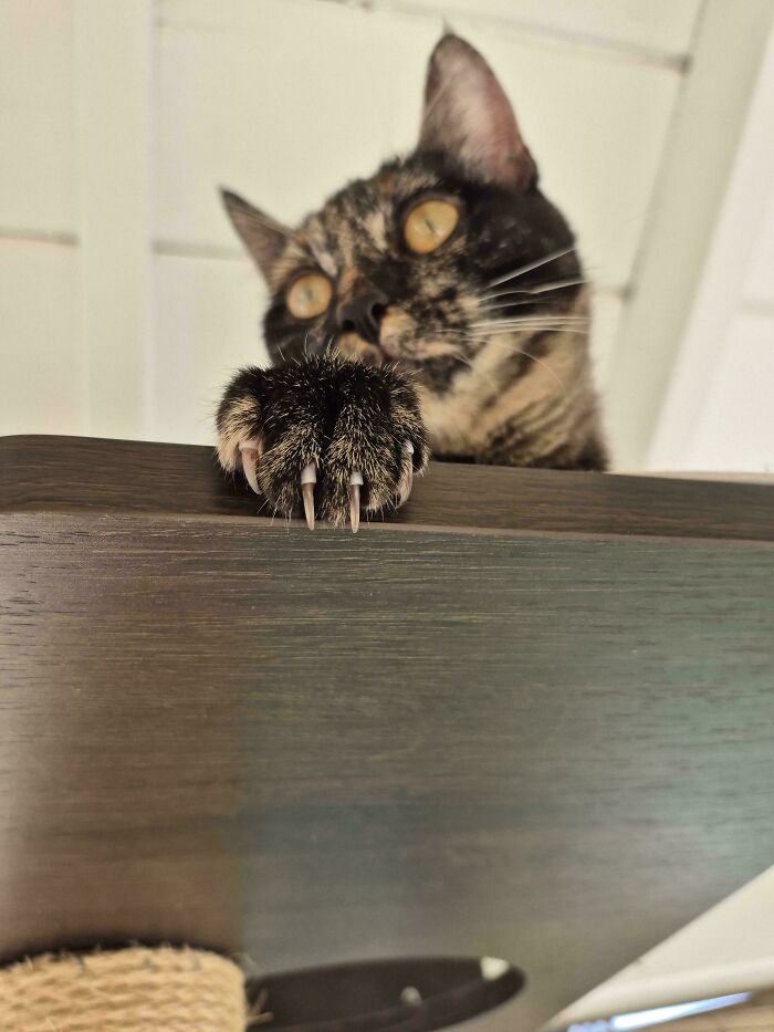 Wait, They Actually Took Photos of Cat Claws? Yes, and They're Hilariously Cute!