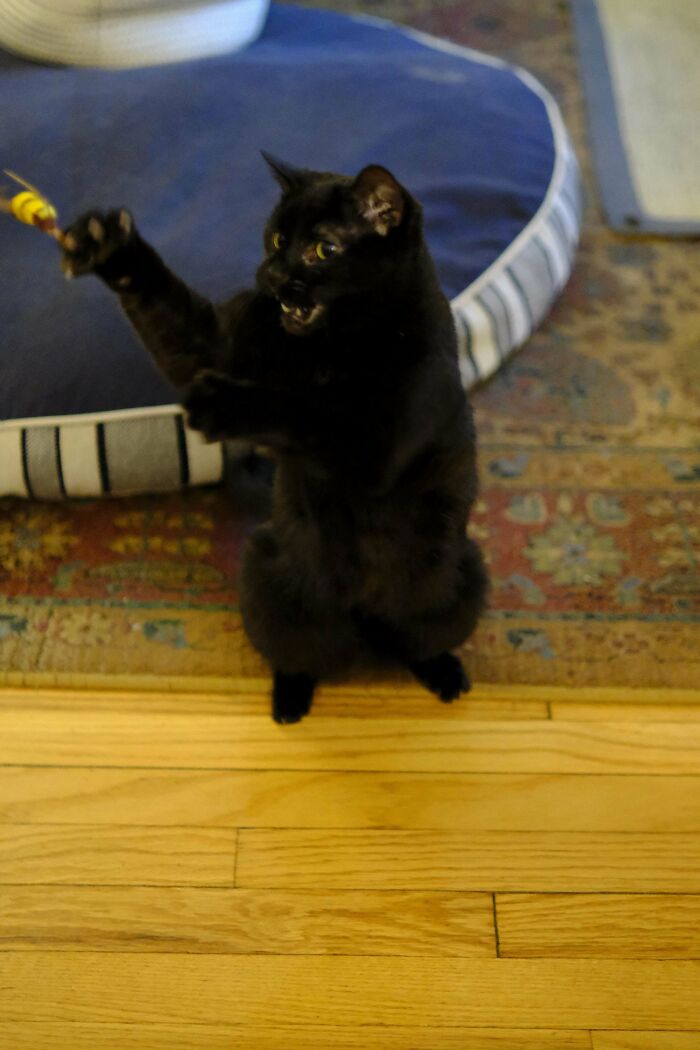 Wait, They Actually Took Photos of Cat Claws? Yes, and They're Hilariously Cute!