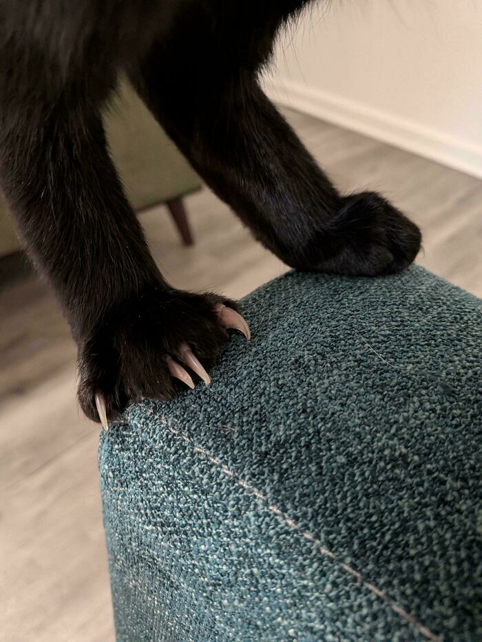 Wait, They Actually Took Photos of Cat Claws? Yes, and They're Hilariously Cute!