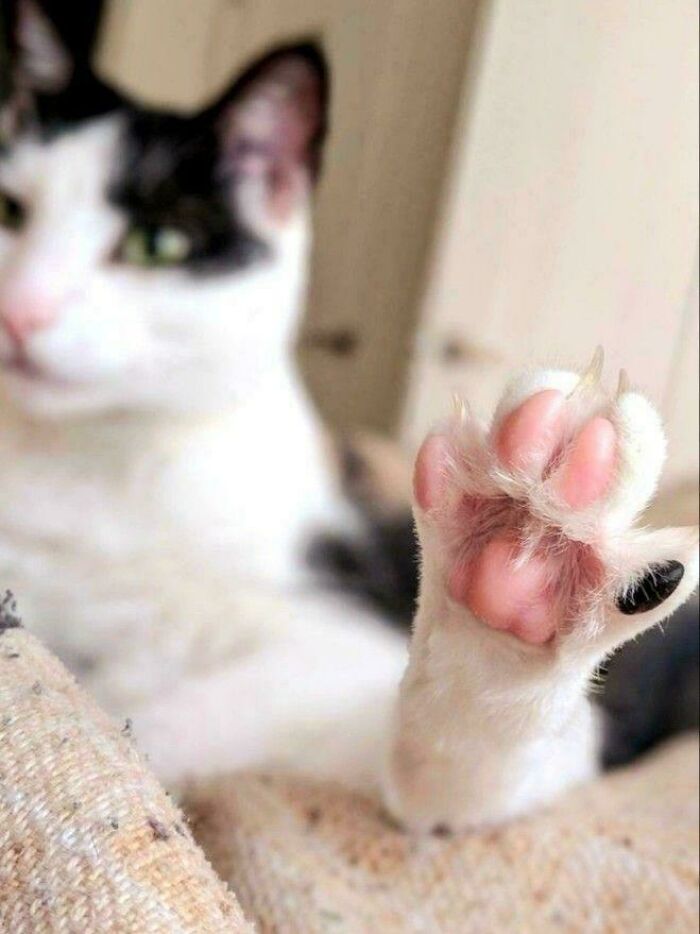 Wait, They Actually Took Photos of Cat Claws? Yes, and They're Hilariously Cute!