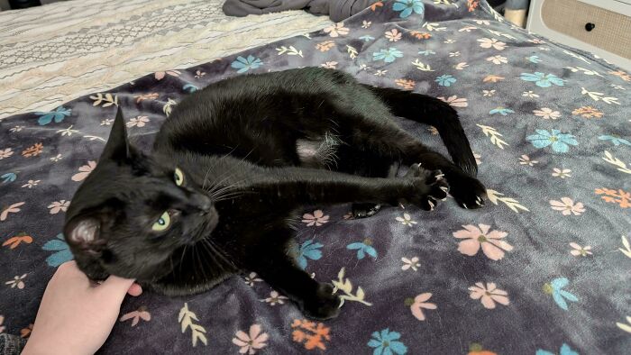 Wait, They Actually Took Photos of Cat Claws? Yes, and They're Hilariously Cute!