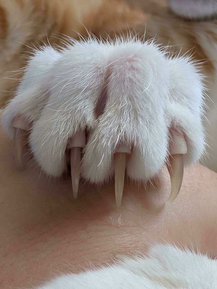 Wait, They Actually Took Photos of Cat Claws? Yes, and They're Hilariously Cute!
