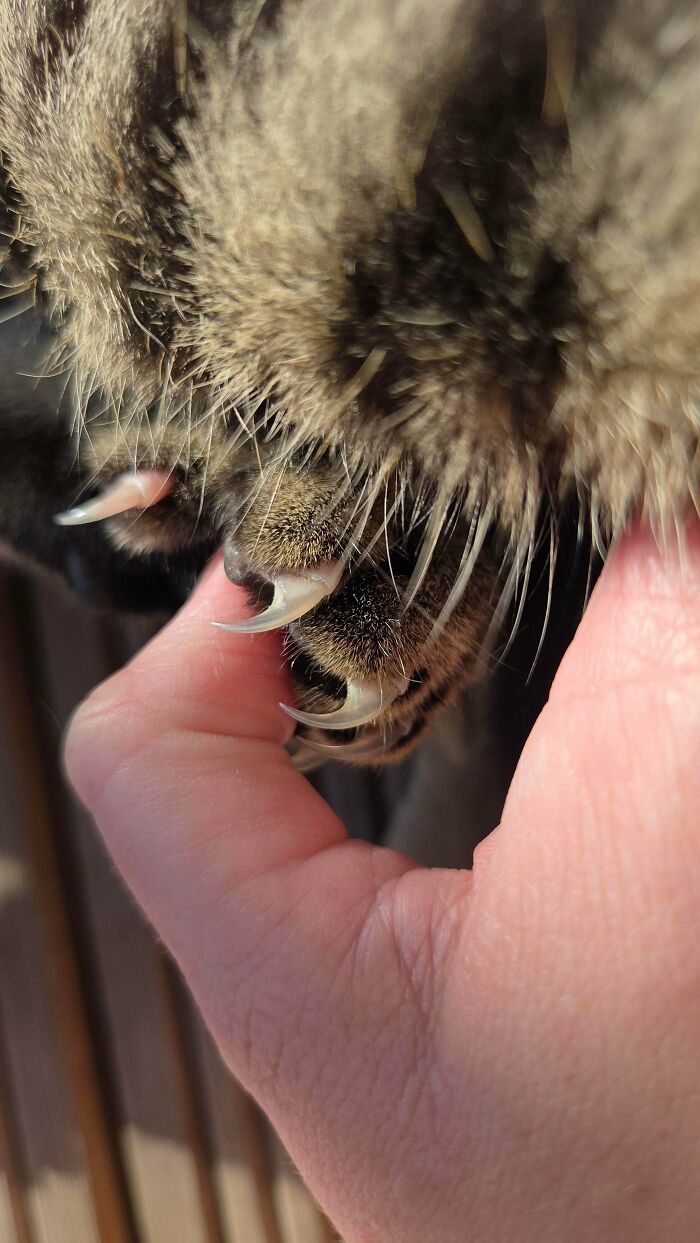 Wait, They Actually Took Photos of Cat Claws? Yes, and They're Hilariously Cute!