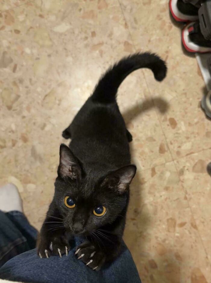 Wait, They Actually Took Photos of Cat Claws? Yes, and They're Hilariously Cute!