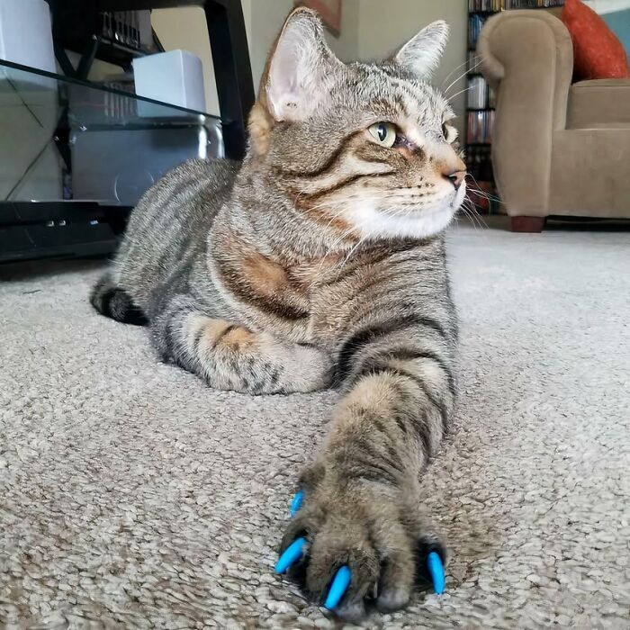 Wait, They Actually Took Photos of Cat Claws? Yes, and They're Hilariously Cute!