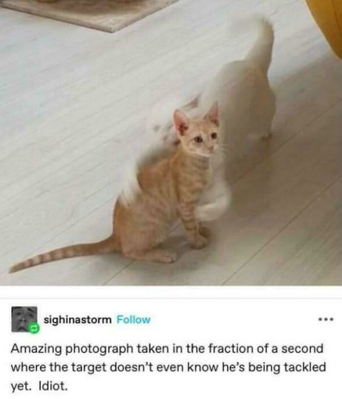 Wait, They Actually Made These Tumblr Posts?!