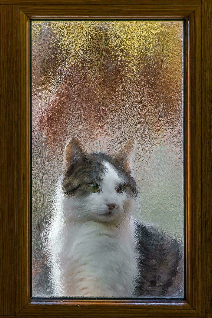 When Your Royal Highness Needs That Door Opened ASAP