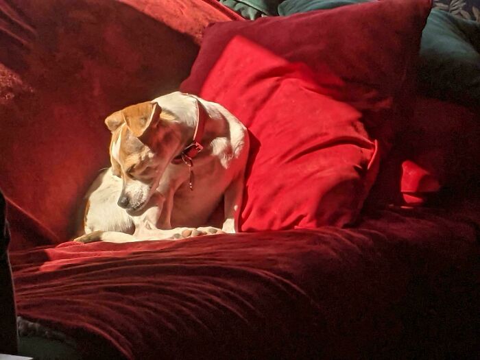 Sofa Sunbathing Level: Expert