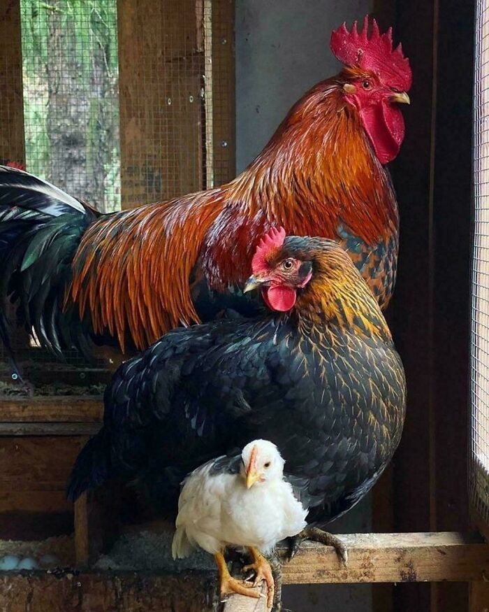 Cluckin’ Around Like Art Legends