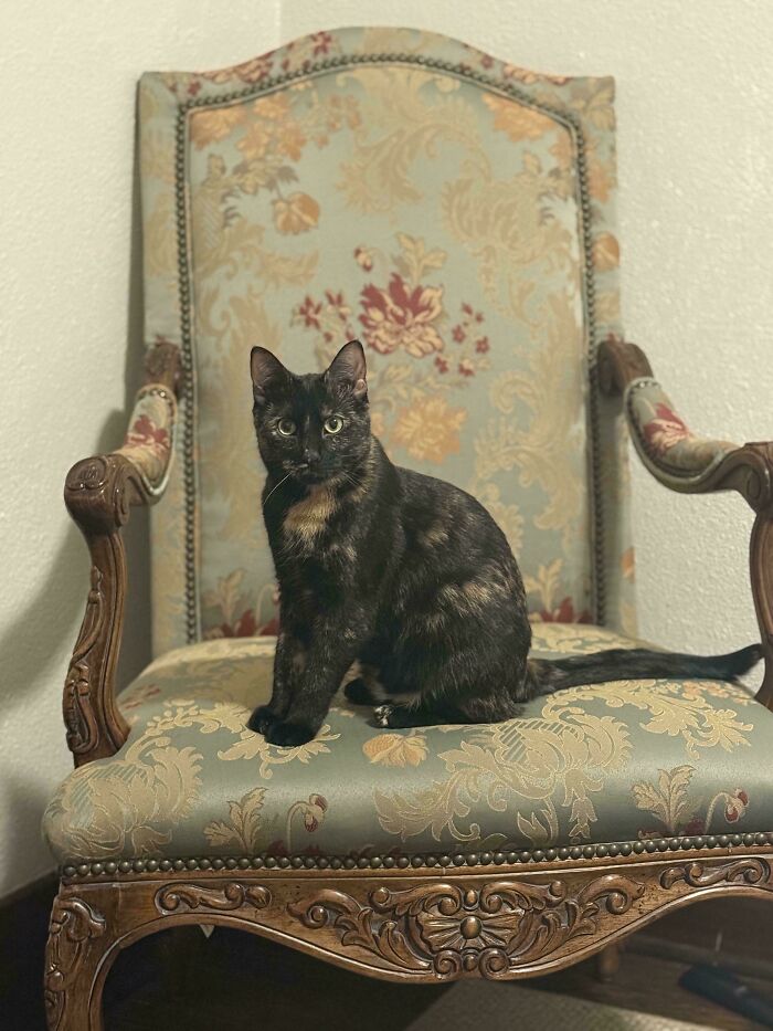 Bow Down to Queen Kitty!