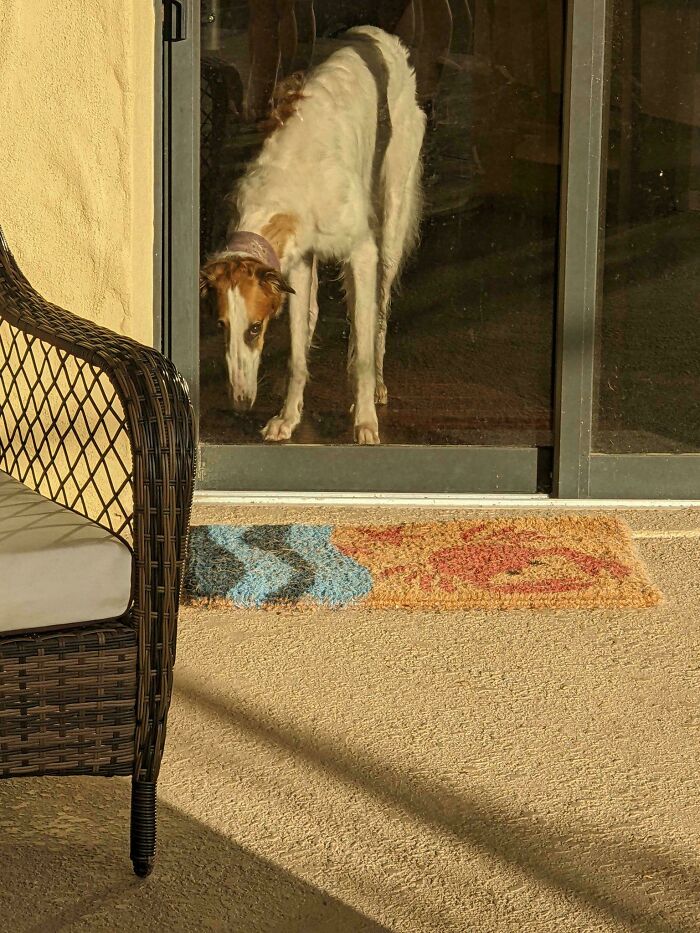This Dog’s Basically An Oil Painting