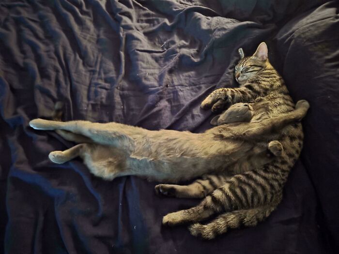 Fraternity Of Cat Naps Unite!