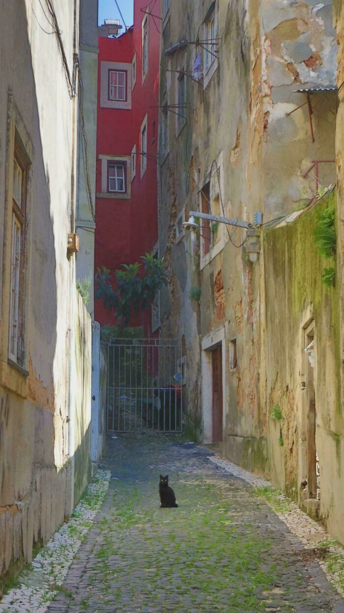 King Of Lisbon, But Make It Cute