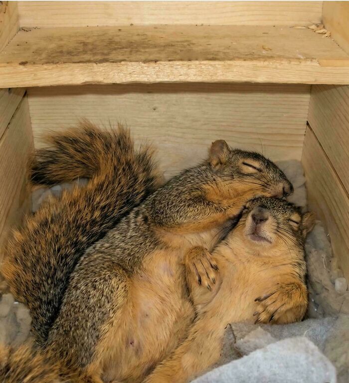 Baroque Squirrel Drama
