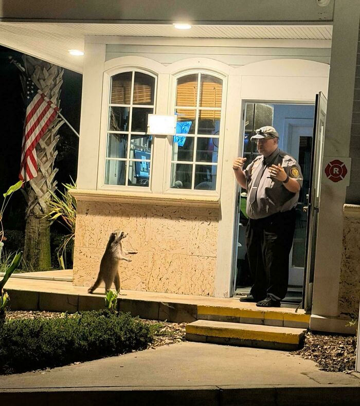 Raccoon Vs. Security Guard: The Epic Standoff
