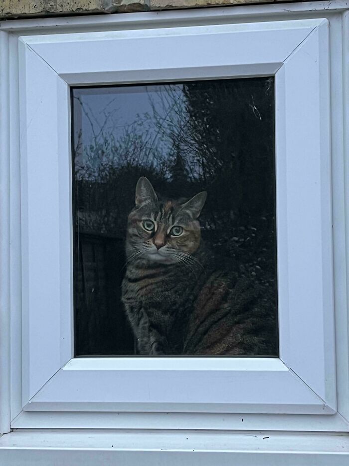 Cat Staring Out The Window Like A Renaissance Model