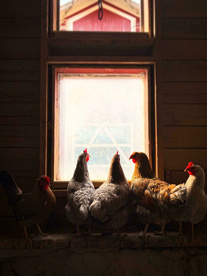 Window Chickens Showing Off Their Best Angles