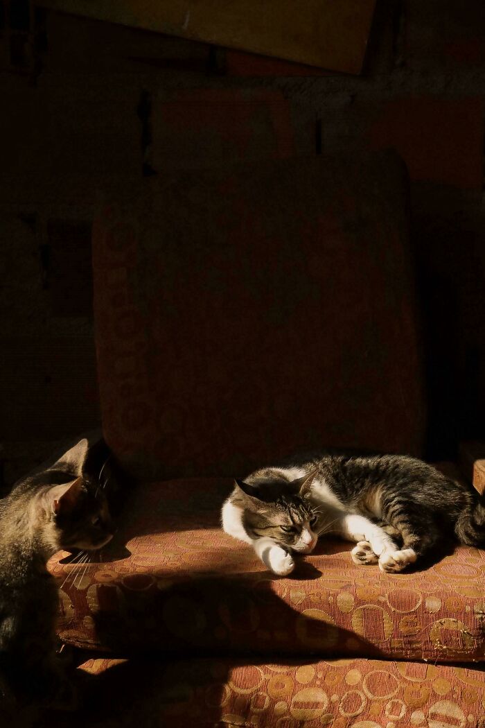 Cats That Could Star In Renaissance Paintings