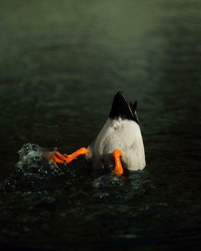 Oops! These Photos Look Like Renaissance Paintings—No Joke!