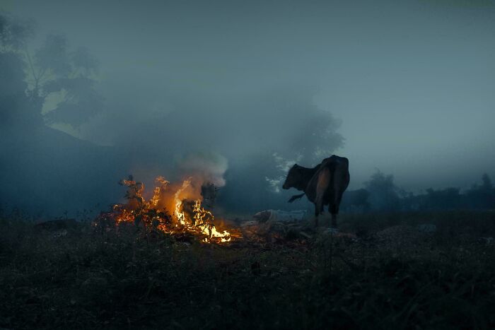 Oops! These Photos Look Like Renaissance Paintings—No Joke!