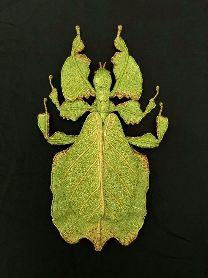 Leaf Insect That’s Basically A Ninja Bug