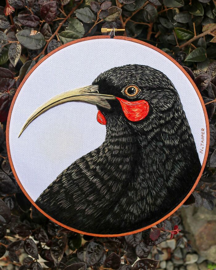 My New Zealand Huia: Wish These Gorgeous Birds Were Still Around