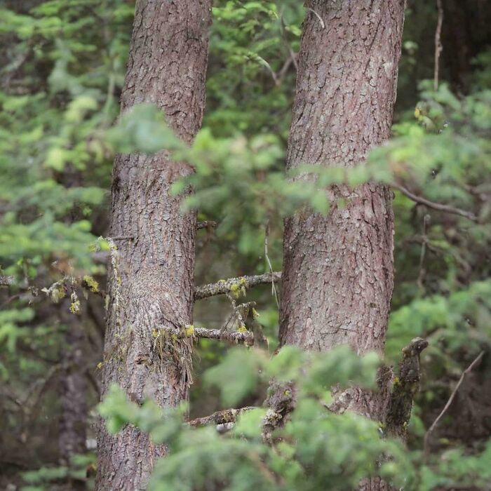 Wait, There’s An Owl Here?!