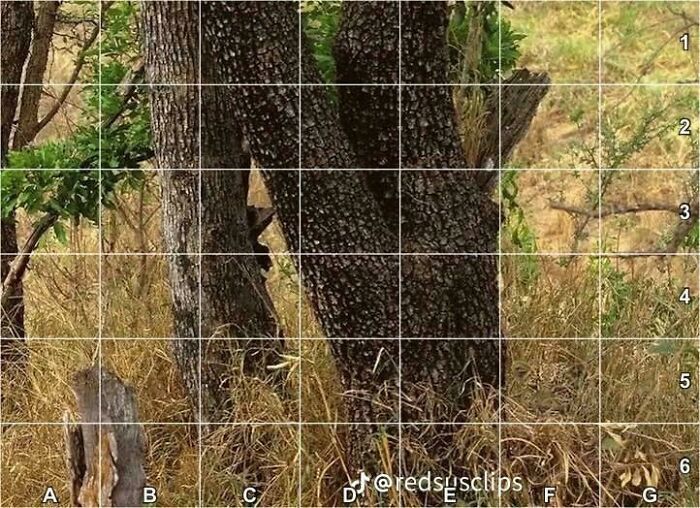 Find That Sneaky Leopard