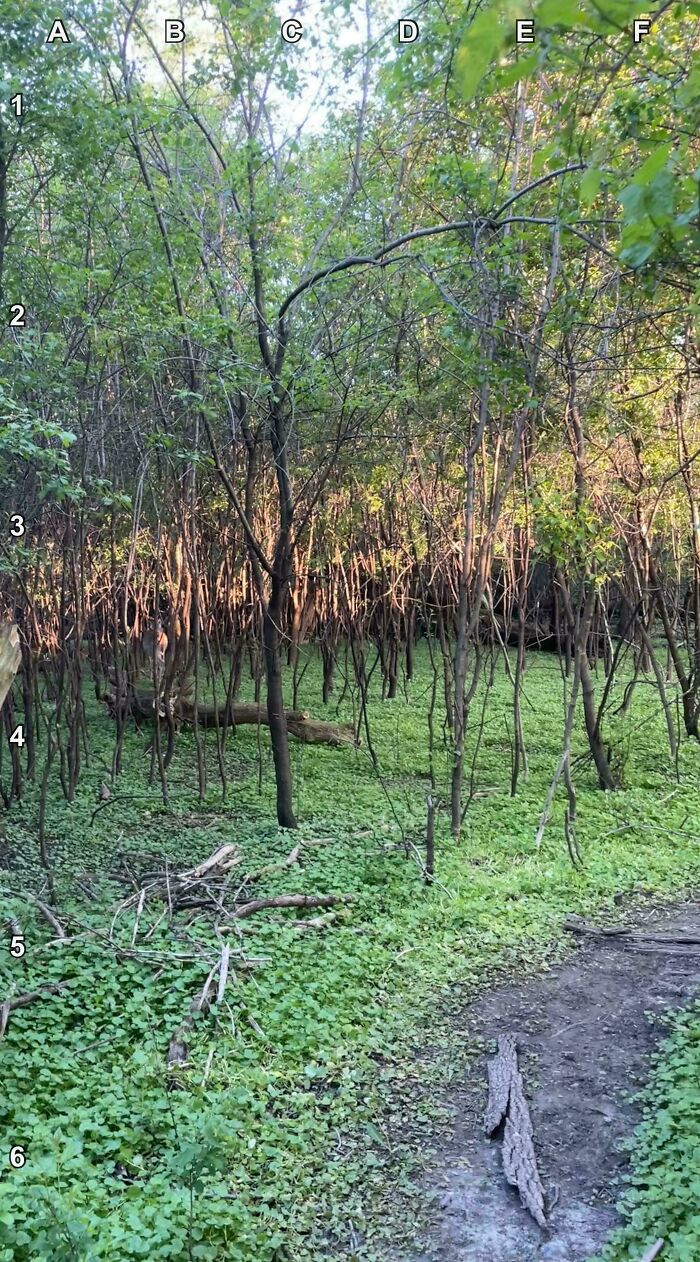 Where’s The Deer Hiding?