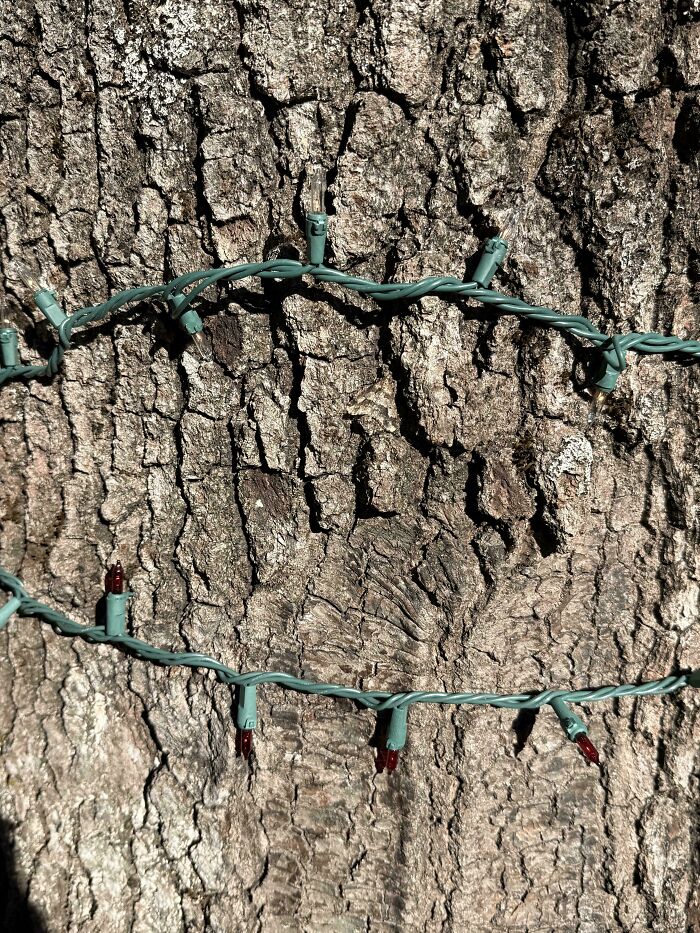 Find The Oak Moth. Yes, It’s There!