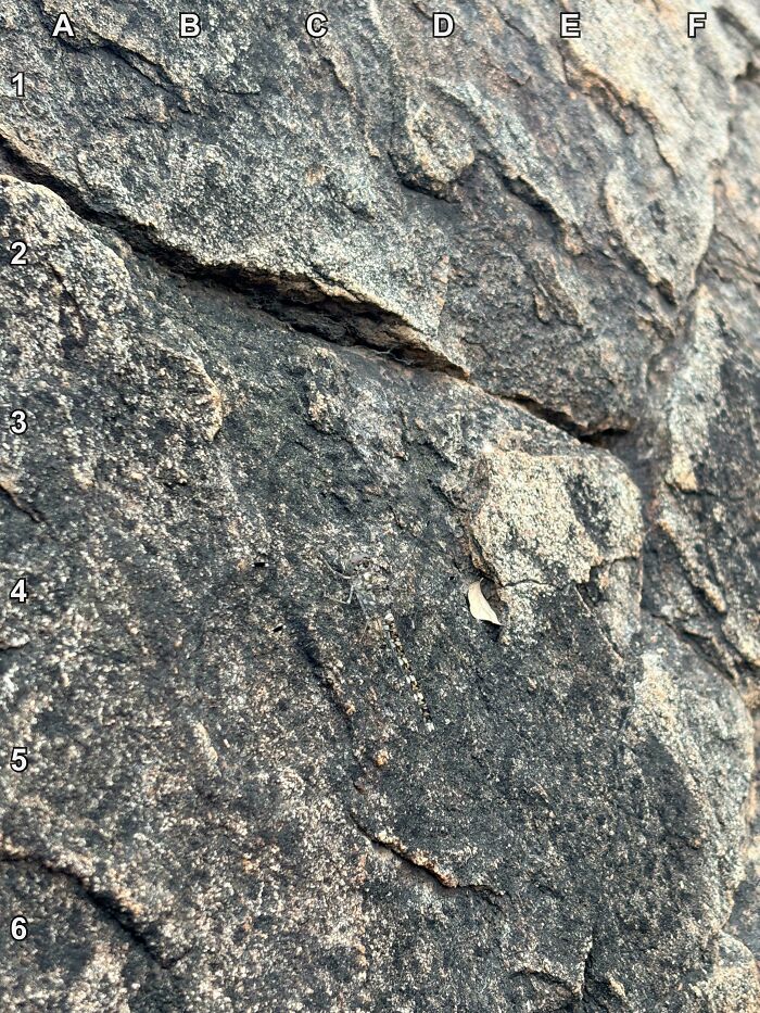 Find The Dragonfly Playing Camouflage