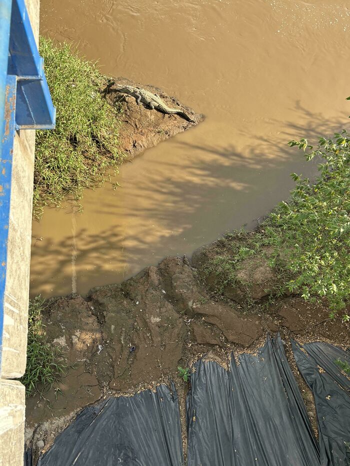 Find Both Crocs! Yes, Both Of Them